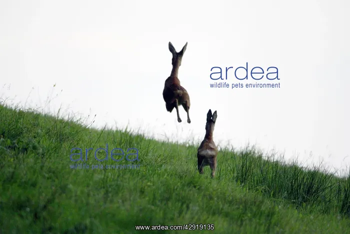 : Roe Deer - 2 animals in flight from danger : Roe Deer - 2 animals in flight from danger