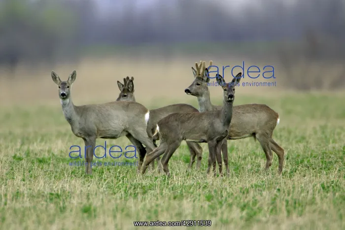 : Roe Deer - 2 bucks and 2 does, alert : Roe Deer - 2 bucks and 2 does, alert