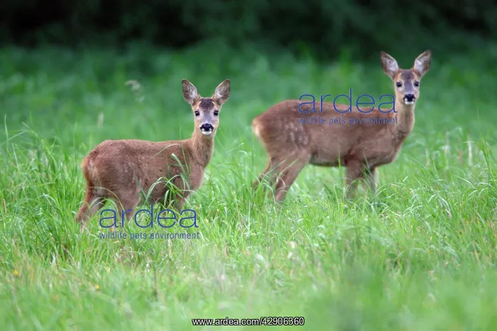 : Roe Deer - 2 fawns on meadow, alert : Roe Deer - 2 fawns on meadow, alert
