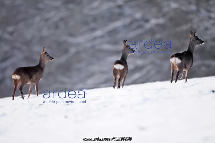 : Roe Deer - 3 on snow covered field, winter's evening : Roe Deer - 3 on snow covered field, winter's evening