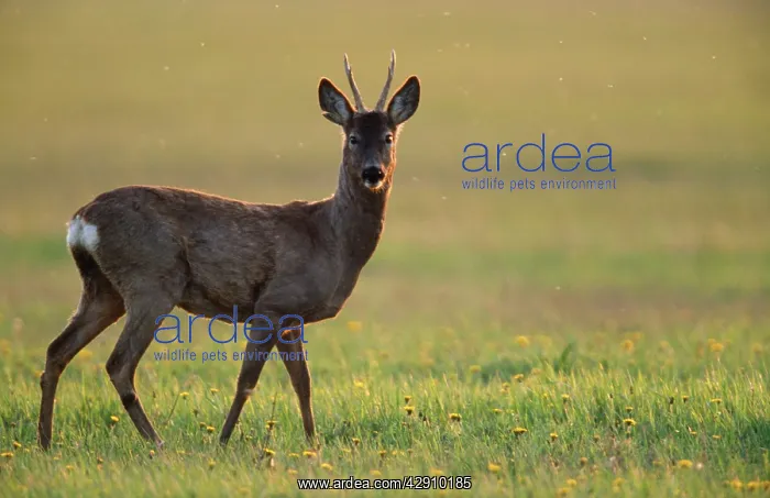: Roe DEER (Capreolus capreolus). Buck in evening light : Roe DEER (Capreolus capreolus). Buck in evening light
