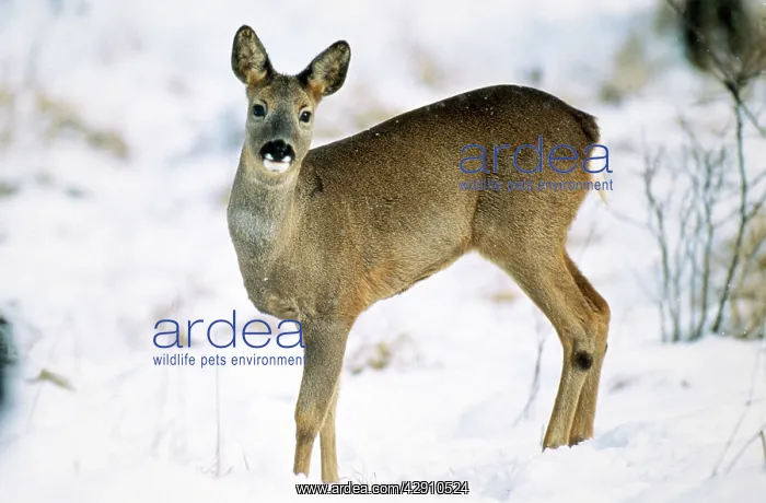 : Roe DEER (Capreolus capreolus). Doe in winter : Roe DEER (Capreolus capreolus). Doe in winter