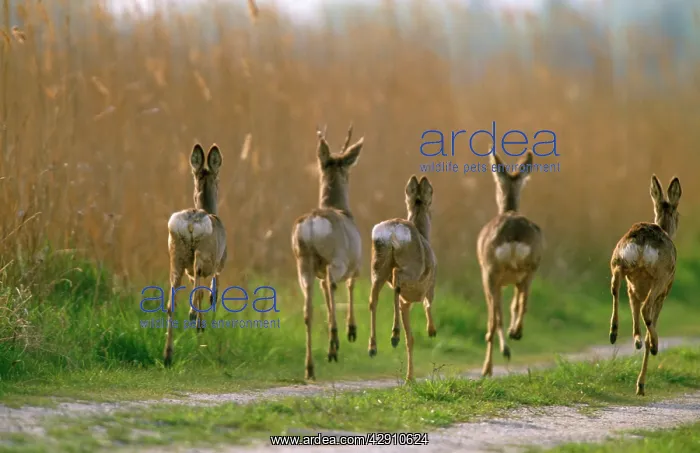 : Roe DEER (Capreolus capreolus). Buck and does running, back view : Roe DEER (Capreolus capreolus). Buck and does running, back view