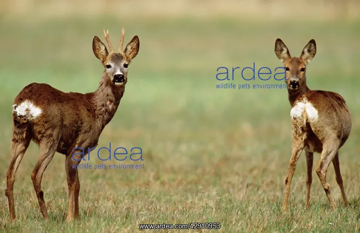 : Roe DEER (Capreolus capreolus). Buck and doe on alert : Roe DEER (Capreolus capreolus). Buck and doe on alert