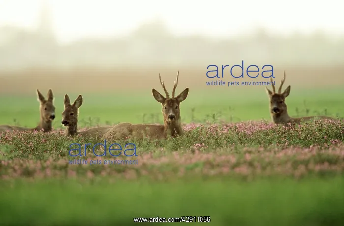 : Roe DEER (Capreolus capreolus). Bucks and does resting in Lavender crop : Roe DEER (Capreolus capreolus). Bucks and does resting in Lavender crop