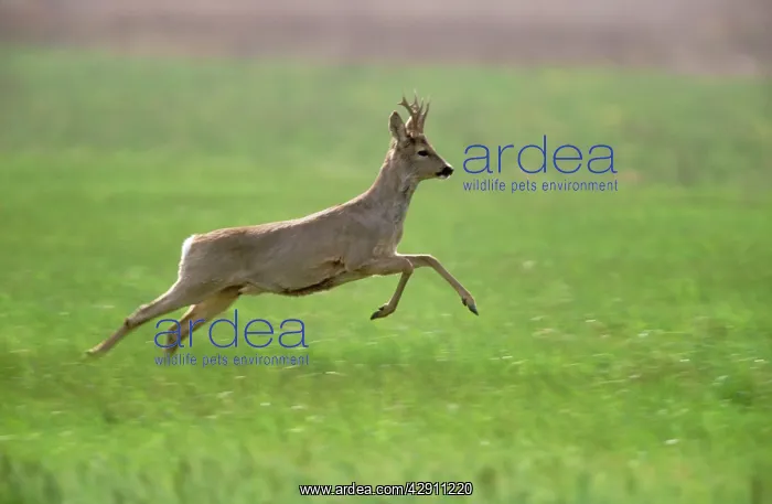 : Roe DEER (Capreolus capreolus). Buck leaping in flight from danger : Roe DEER (Capreolus capreolus). Buck leaping in flight from danger