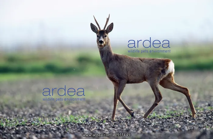 : Roe DEER (Capreolus capreolus). Buck on alert in winter corn : Roe DEER (Capreolus capreolus). Buck on alert in winter corn