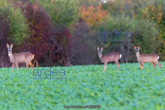 : Roe Deer (Capreolus capreolus ). Doe and twin fawns on kale crop - autumn : Roe Deer (Capreolus capreolus ). Doe and twin fawns on kale crop - autumn