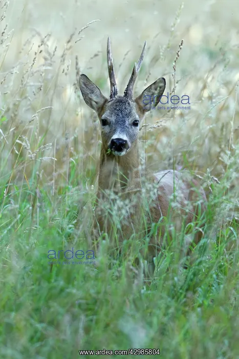 : Roe Deer (Capreolus capreolus ). Buck in grass wilderness - during the : Roe Deer (Capreolus capreolus ). Buck in grass wilderness - during the