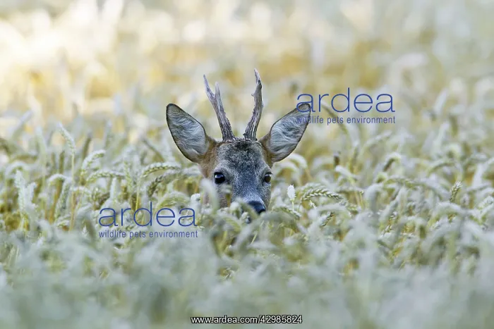 : Roe Deer (Capreolus capreolus ). Buck in wheat crop - during the rut - : Roe Deer (Capreolus capreolus ). Buck in wheat crop - during the rut -
