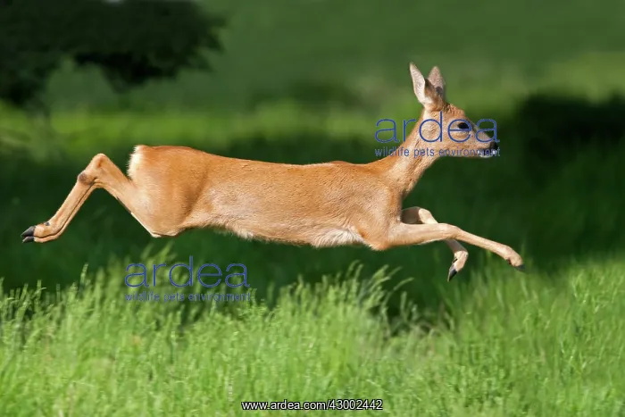 : Roe Deer (Capreolus capreolus). female jumping and running - Lot - France : Roe Deer (Capreolus capreolus). female jumping and running - Lot - France