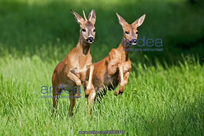  : Roe Deer (Capreolus capreolus). young male and female - Lot - France