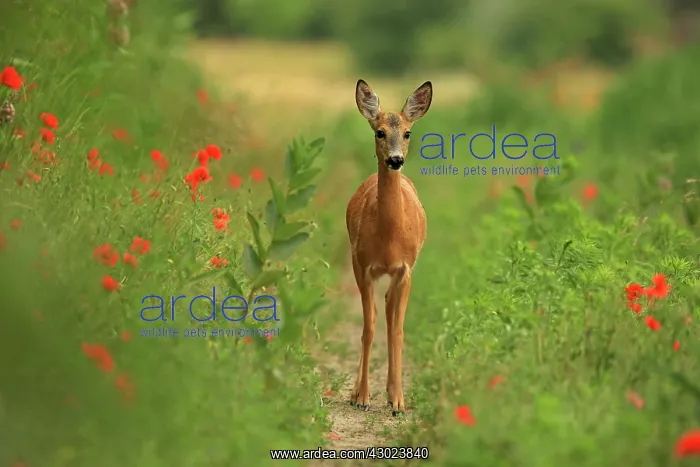 : Roe Deer - Kiskunsag National Park, Hungary : Roe Deer - Kiskunsag National Park, Hungary