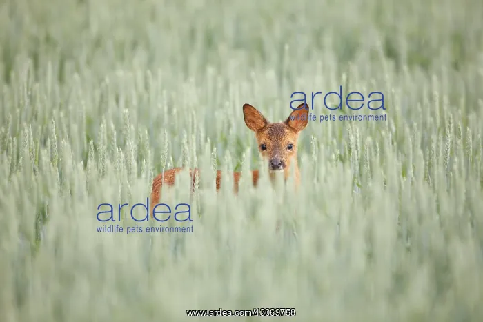 : Roe Deer (Capreolus capreolus) calf standing in corn : Roe Deer (Capreolus capreolus) calf standing in corn