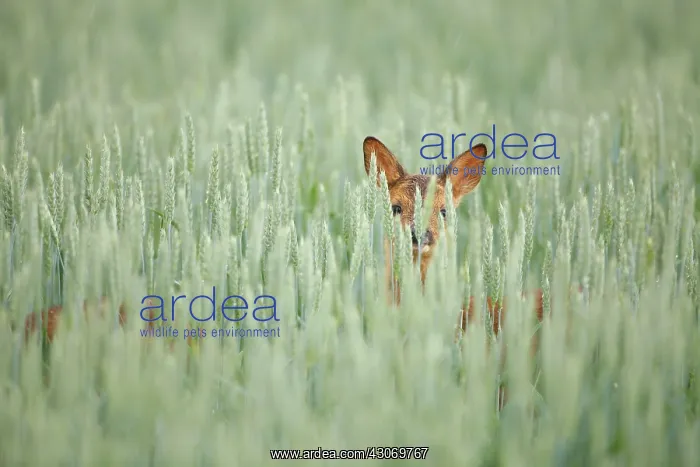 : Roe Deer (Capreolus capreolus) calf standing in corn : Roe Deer (Capreolus capreolus) calf standing in corn