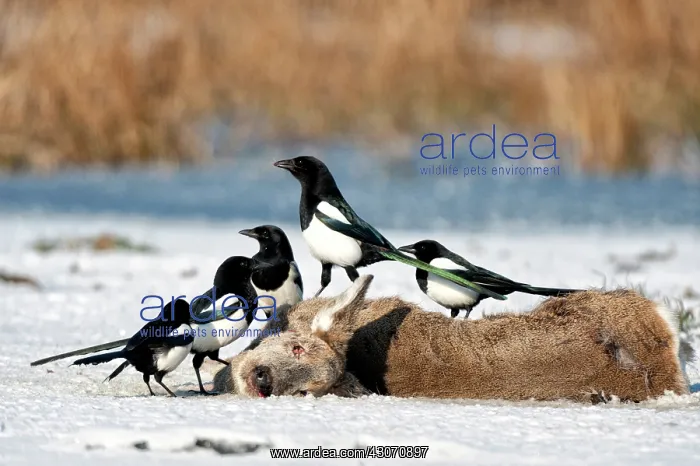 : Roe Deer. Five Eurasian Magpies (Pica pica) feeding on dead Roe Deer : Roe Deer. Five Eurasian Magpies (Pica pica) feeding on dead Roe Deer