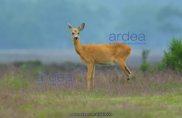 : Roe Deer (Capreolus capreolus) doe standing in the grass at edge of wood : Roe Deer (Capreolus capreolus) doe standing in the grass at edge of wood