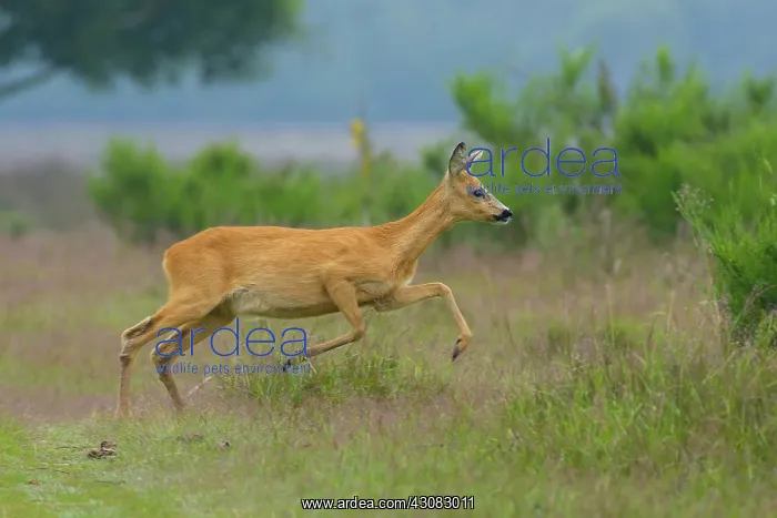 : Roe Deer (Capreolus capreolus) doe running through grass on grassfield at edge of wood : Roe Deer (Capreolus capreolus) doe running through grass on grassfield at edge of wood