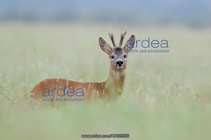 : Roe Deer. Roedeer (Capreolus capreolus) looking in the field : Roe Deer. Roedeer (Capreolus capreolus) looking in the field