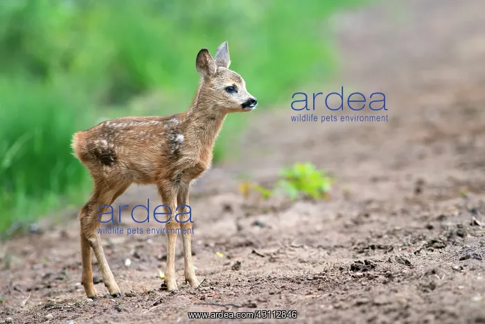 : Roe Deer. European Roe Deer (Capreolus capreolus) calf on sand ground looking forward : Roe Deer. European Roe Deer (Capreolus capreolus) calf on sand ground looking forward