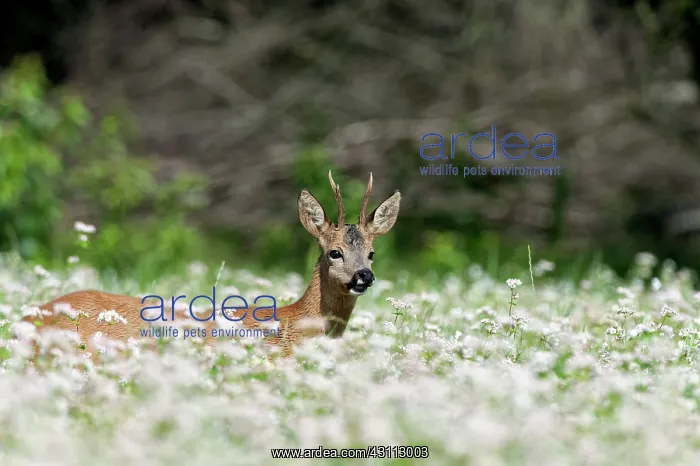 : Roe Deer (Capreolus capreolus) buck in a field of flowering Buckwheat : Roe Deer (Capreolus capreolus) buck in a field of flowering Buckwheat