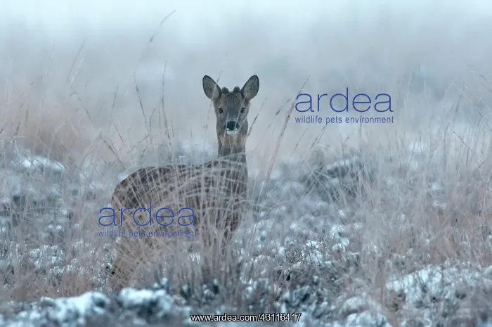 : Roe Deer. European Roe Deer (Capreolus capreolus) buck with incipient velvet : Roe Deer. European Roe Deer (Capreolus capreolus) buck with incipient velvet