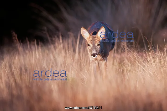 : Roe Deer. European Roe Deer (Capreolus capreolus) in high grass catching : Roe Deer. European Roe Deer (Capreolus capreolus) in high grass catching