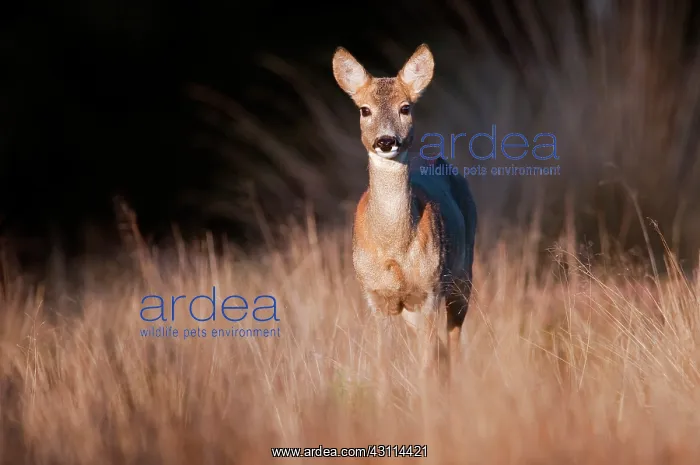 : Roe Deer. European Roe Deer (Capreolus capreolus) in high grass catching : Roe Deer. European Roe Deer (Capreolus capreolus) in high grass catching
