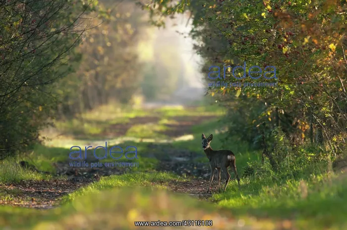  : Roe Deer (Capreolus capreolus) standing on path in wood in autumn colors