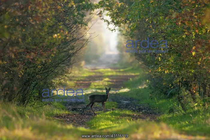  : Roe Deer (Capreolus capreolus) standing on path in wood in autumn colors