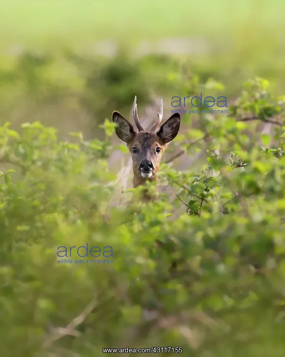 : Roe Deer. Male Roe Deer (Capreolus capreolus) peeping : Roe Deer. Male Roe Deer (Capreolus capreolus) peeping