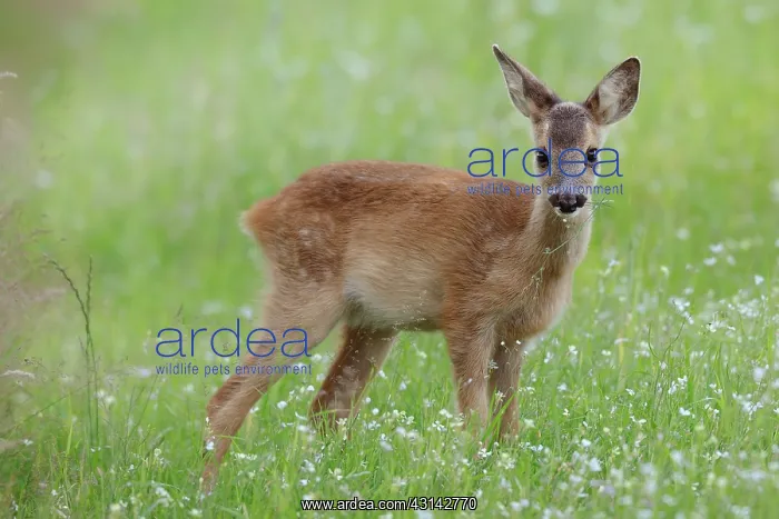 : Roe Deer. Roe deer (Capreolus capreolus) in buckwheat field : Roe Deer. Roe deer (Capreolus capreolus) in buckwheat field