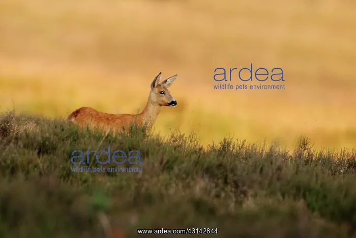 : Roe Deer (Capreolus capreolus) standing in heathland at dusk : Roe Deer (Capreolus capreolus) standing in heathland at dusk