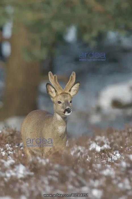 : Roe Deer (Capreolus capreolus) male winter coat look at camera : Roe Deer (Capreolus capreolus) male winter coat look at camera