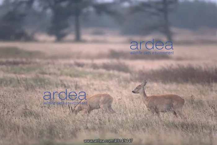: Roe Deer (Capreolus capreolus) doe and fawn in summer coat standing in a meadow : Roe Deer (Capreolus capreolus) doe and fawn in summer coat standing in a meadow