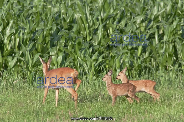 : Roe Deer (Capreolus capreolus) doe and two fawn in summer coat standing : Roe Deer (Capreolus capreolus) doe and two fawn in summer coat standing