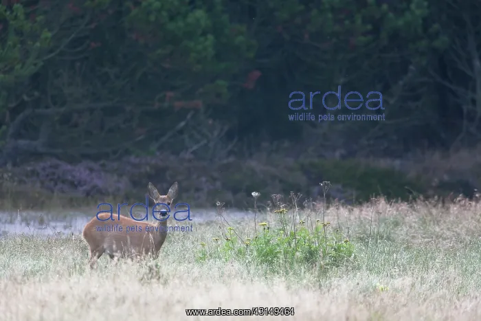 : Roe Deer (Capreolus capreolus) doe standing in high vegetation : Roe Deer (Capreolus capreolus) doe standing in high vegetation