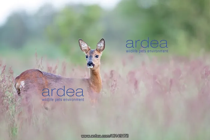 : Roe Deer (Capreolus capreolus) doe standing in high vegetation : Roe Deer (Capreolus capreolus) doe standing in high vegetation