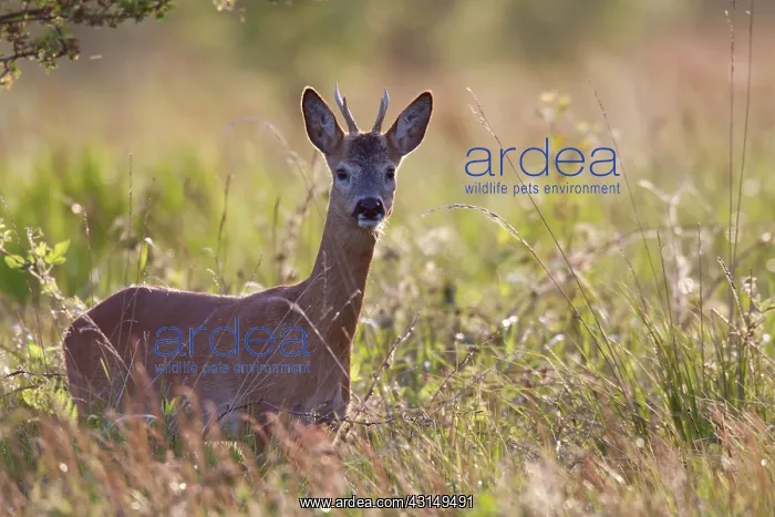 : Roe Deer. One Roe Deer (Capreolus capreolus) buck in backlight : Roe Deer. One Roe Deer (Capreolus capreolus) buck in backlight