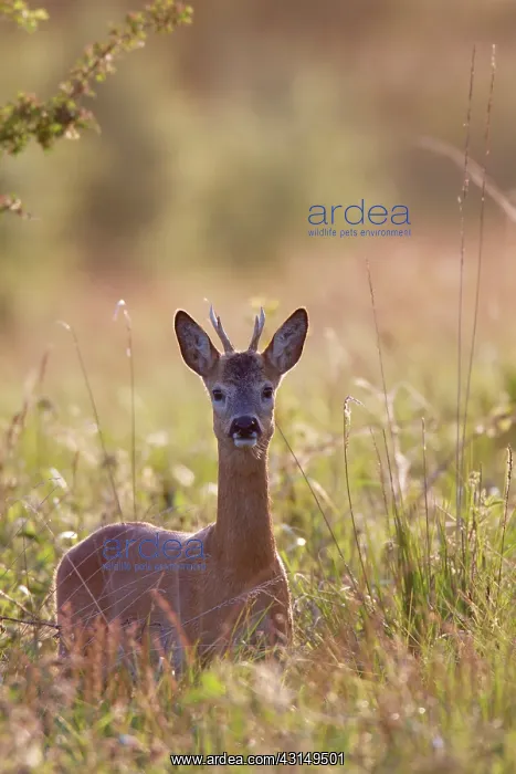 : Roe Deer. One Roe Deer (Capreolus capreolus) buck in backlight : Roe Deer. One Roe Deer (Capreolus capreolus) buck in backlight