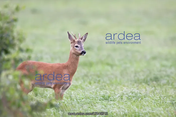 : Roe Deer. One Roe Deer (Capreolus capreolus) buck standing at a forest edge : Roe Deer. One Roe Deer (Capreolus capreolus) buck standing at a forest edge