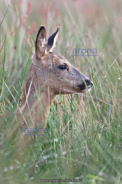 : Roe Deer (Capreolus capreolus) doe portrait : Roe Deer (Capreolus capreolus) doe portrait