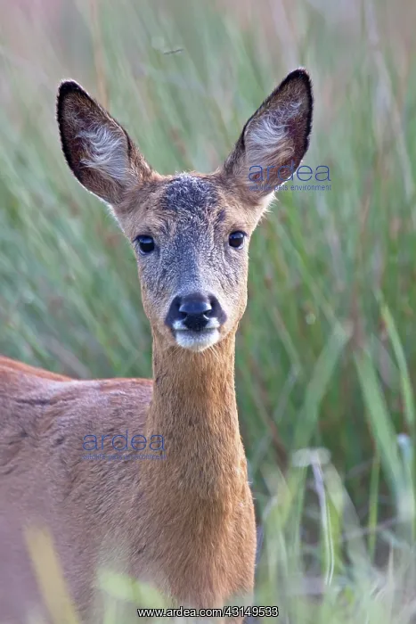 : Roe Deer (Capreolus capreolus) doe portrait : Roe Deer (Capreolus capreolus) doe portrait