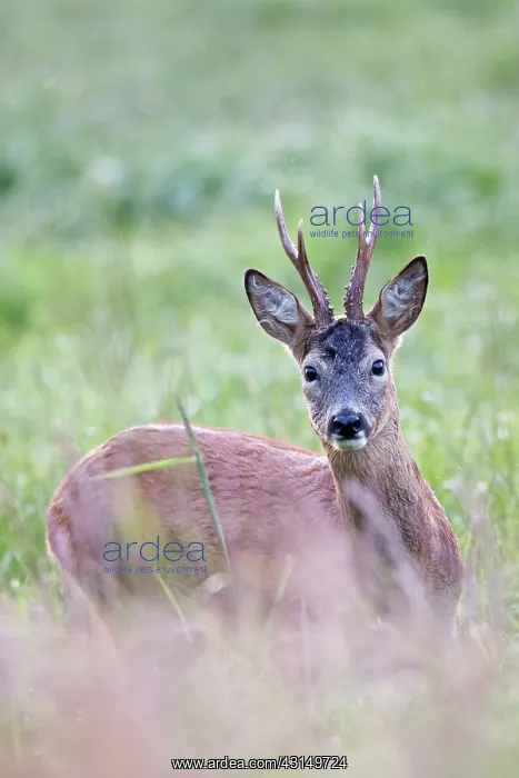 : Roe Deer. One Roe Deer (Capreolus capreolus) buck looking towards to the photographer : Roe Deer. One Roe Deer (Capreolus capreolus) buck looking towards to the photographer