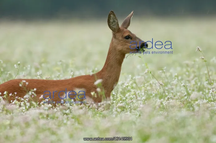 : Roe Deer (Capreolus capreolus) doe in white flower field eating a flower : Roe Deer (Capreolus capreolus) doe in white flower field eating a flower