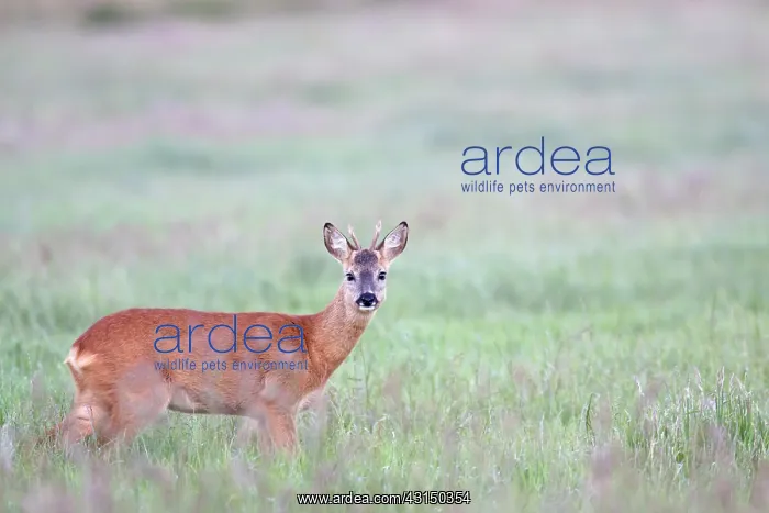 : Roe Deer. One Roe Deer (Capreolus capreolus) buck standing in a bog meadow : Roe Deer. One Roe Deer (Capreolus capreolus) buck standing in a bog meadow
