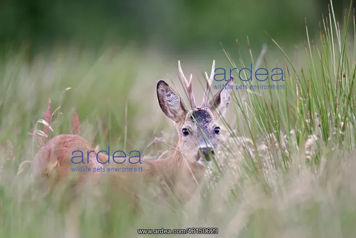 : Roe Deer. One Roe Deer (Capreolus capreolus) buck looking towards to the photographer : Roe Deer. One Roe Deer (Capreolus capreolus) buck looking towards to the photographer