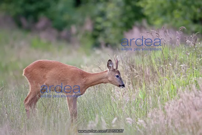: Roe Deer. One Roe Deer (Capreolus capreolus) buck standing in high vegetation : Roe Deer. One Roe Deer (Capreolus capreolus) buck standing in high vegetation