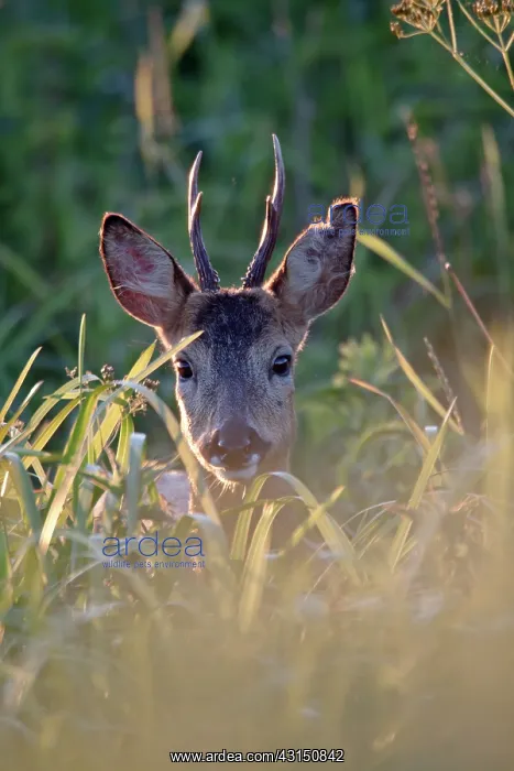 : Roe Deer. One Roe Deer (Capreolus capreolus) buck in portrait : Roe Deer. One Roe Deer (Capreolus capreolus) buck in portrait