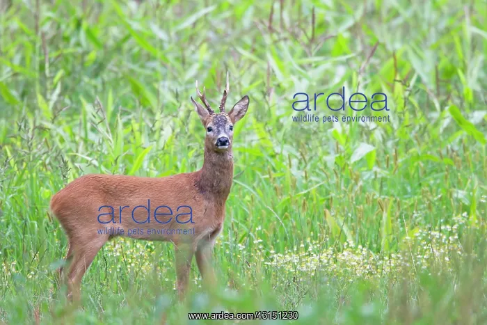 : Roe Deer. One Roe Deer (Capreolus capreolus) buck observing a doe in the mating season : Roe Deer. One Roe Deer (Capreolus capreolus) buck observing a doe in the mating season
